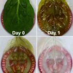 Processo di decellularizzazione dello spinacio