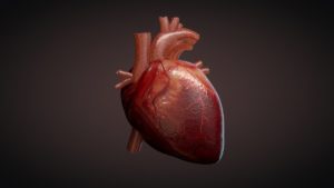 cuore