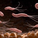 helicobacter al microscopio