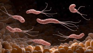 helicobacter al microscopio