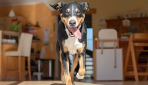 Cane corre in casa (Depositphotos foto)
